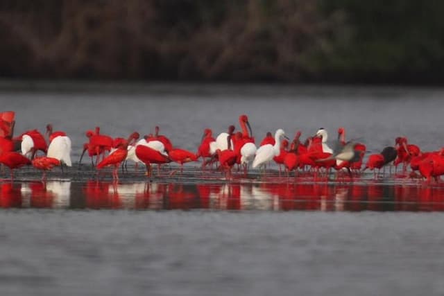 Day Trip to Pitch Lake Caroni Swamp in Trinidad from Tobago