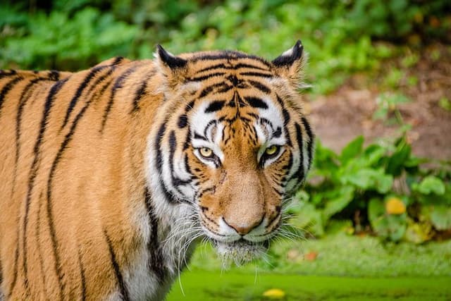Jaipur Ranthambore Same Day Tour (Ask us on Email before booking)