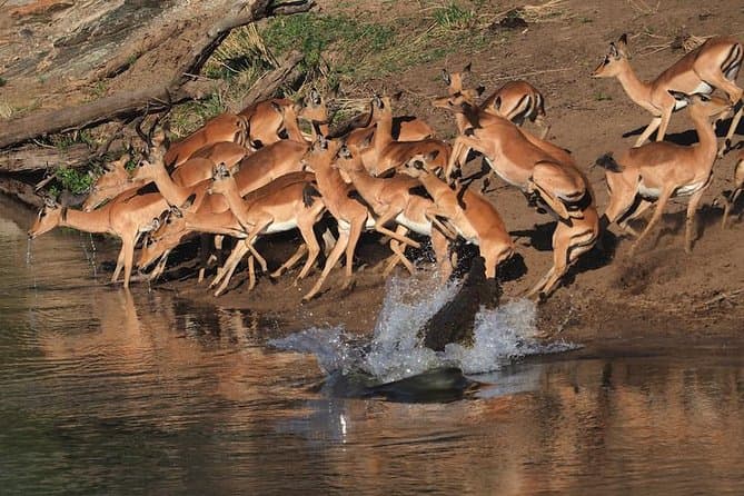 Kruger Safari in Skukuza: Big Five Wildlife Awaits