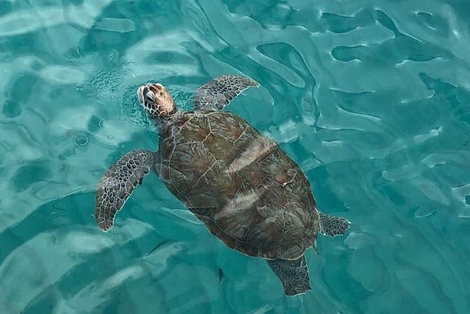 Top Rated Willemstad Water Activities & Adventures