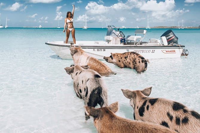 Compare Best Nassau Swimming Pigs Tours