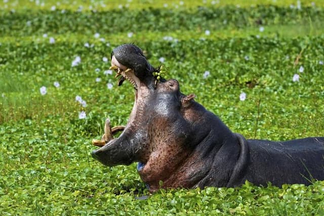 1 day Lake Mburo National Park