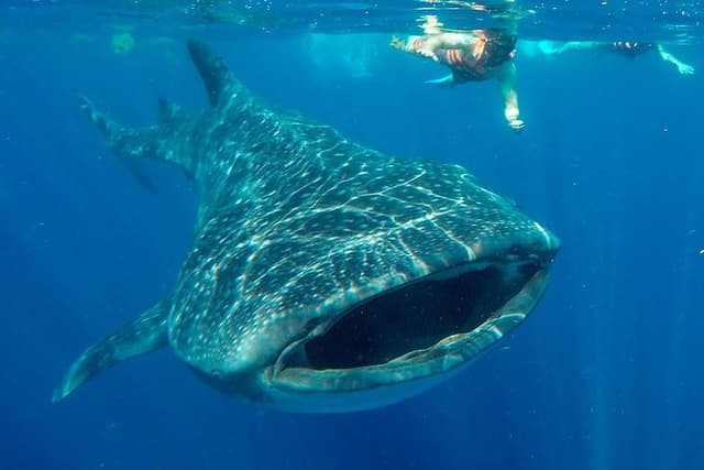 Small Group Whale Shark Encounter - 12 years in business
