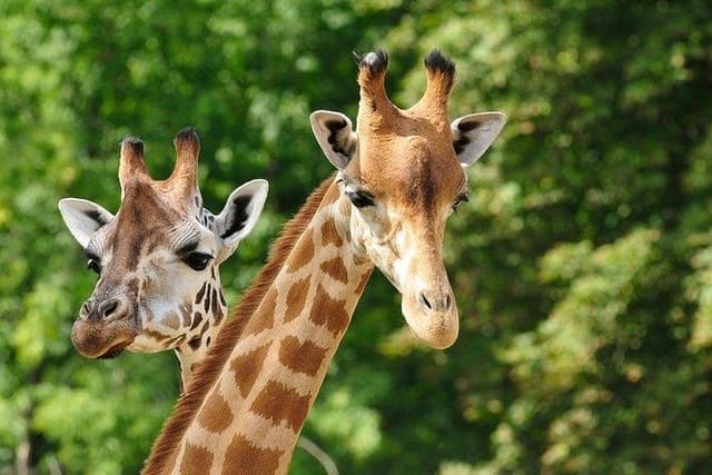 Day tour to Giraffe center and Karen Blixen Nairobi