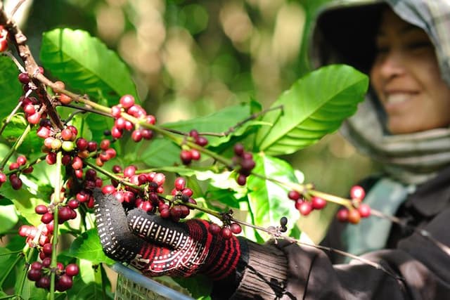 Full Day Crossing the Bolaven Plateau