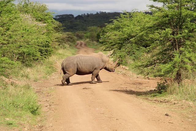 Nairobi National Park Private Safari