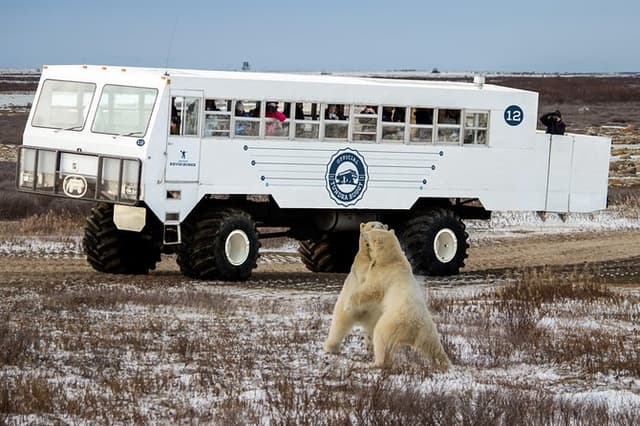 Classic Churchill Polar Bear Experience