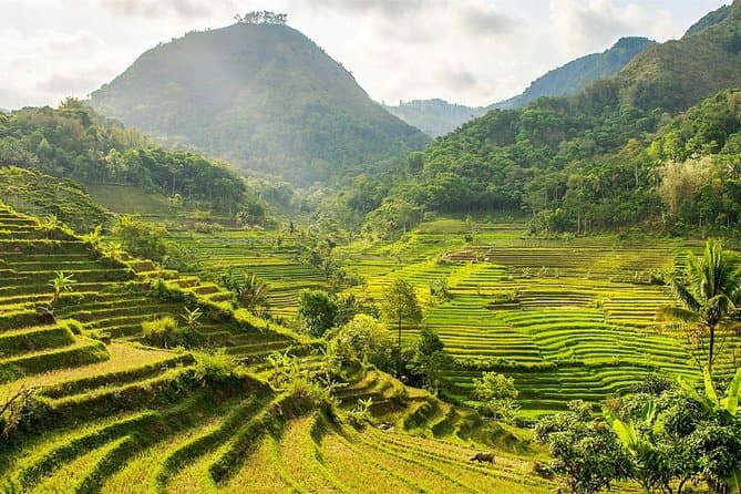 Best Borobudur & Selogriyo Rice Terrace Yogyakarta Tour