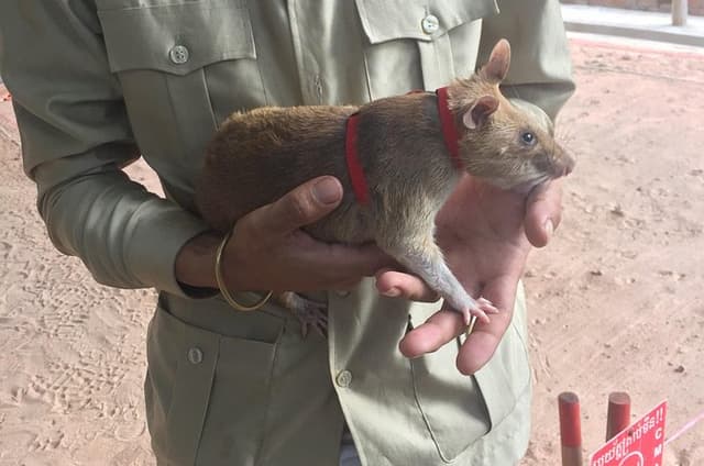 Private Tour: HERO Rats & Angkor National Museum