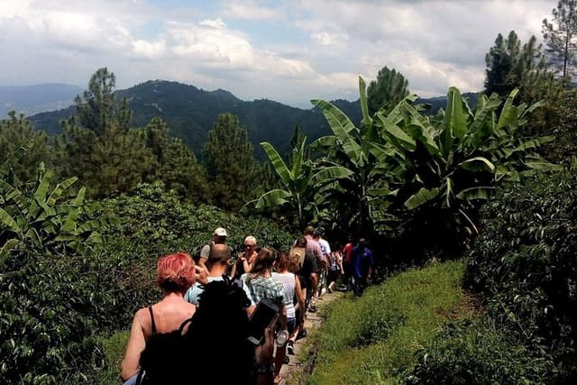 Blue Mountain Coffee Tasting & Farm Tour from Kingston
