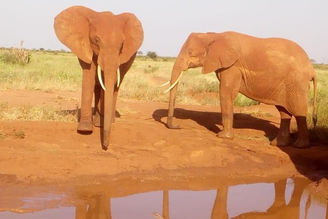 Tsavo East Safari