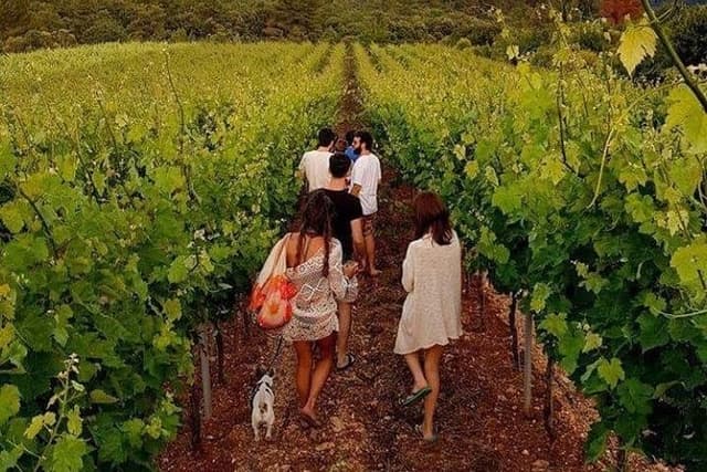 Wine tasting in Vieste