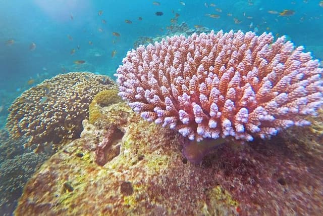 Surin Islands Snorkel Tour by SeaStar Andaman from Khao Lak