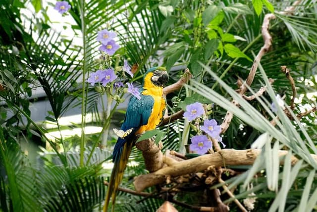 Victoria Butterfly Gardens Ticket