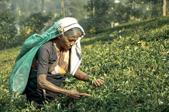 Compare Best Kandy & Nuwara Eliya Trips