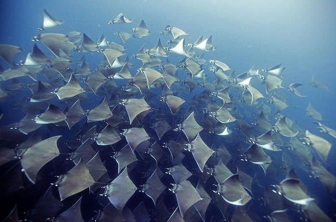 Top-Rated Santa Maria Bay Snorkel Adventures