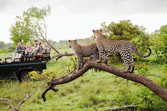 Half Day Safari at Yala National Park From Yala / Tissamaharama