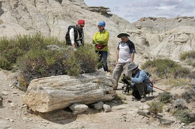 El Calafate: Day Trip to the spectacular Petrified Forest La Leona