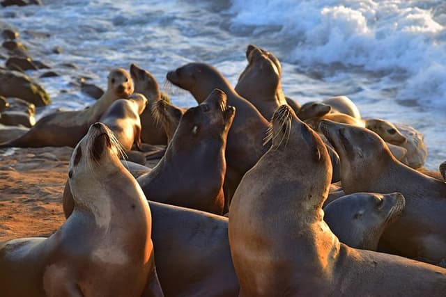 A Local’s Guide to La Jolla’s Sights: A Self-Guided Urban Stroll