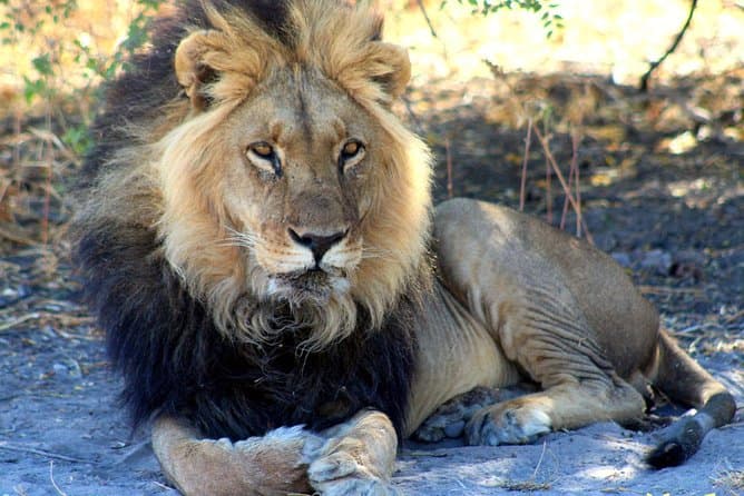 Epic Central Kalahari Safaris: Maun's Premier Wilderness Tour