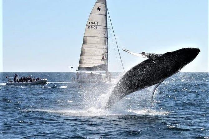 Unforgettable Whale Watching Tours in Los Cabos