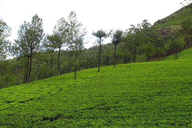 Munnar Site-seeing Tour