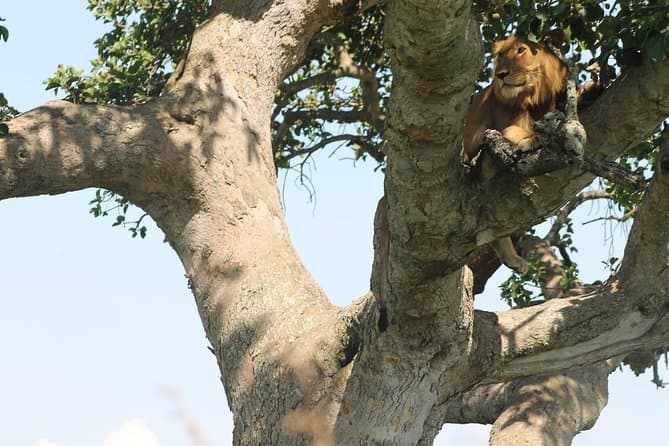 Best Queen Elizabeth National Park Safari Tours from Kampala