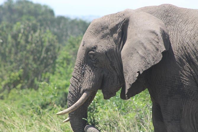 Big 5 Safari - Kampala