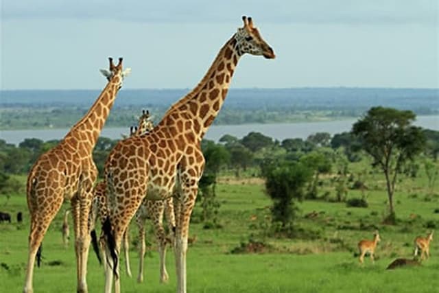 7 Days Rwanda Safari & Nature Experience
