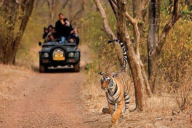 Best Jaipur Tiger Reserve Jeep Tours