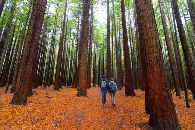 Redwood Forest , Blue Springs & Huka Falls Day Tour from Auckland
