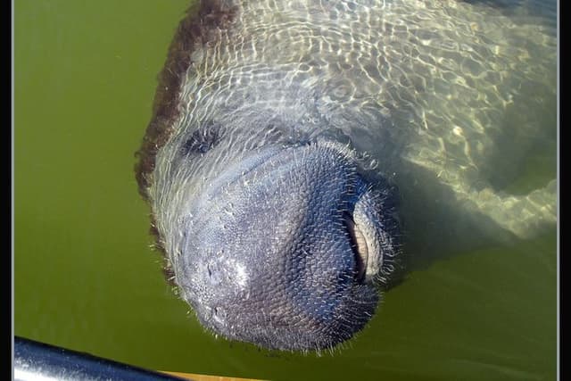 Two-Hour Everglades Dolphin, Manatee and Birding Boat Tour