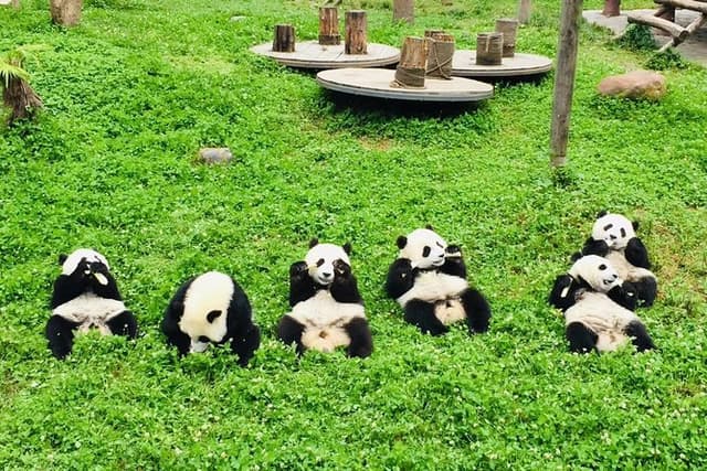 Dujiangyan Panda Base and Mount Qingcheng