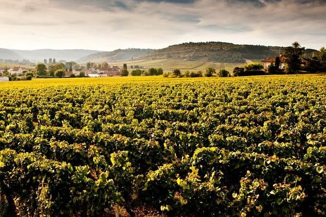 Top-Rated Beaune Wine Experiences & Tours