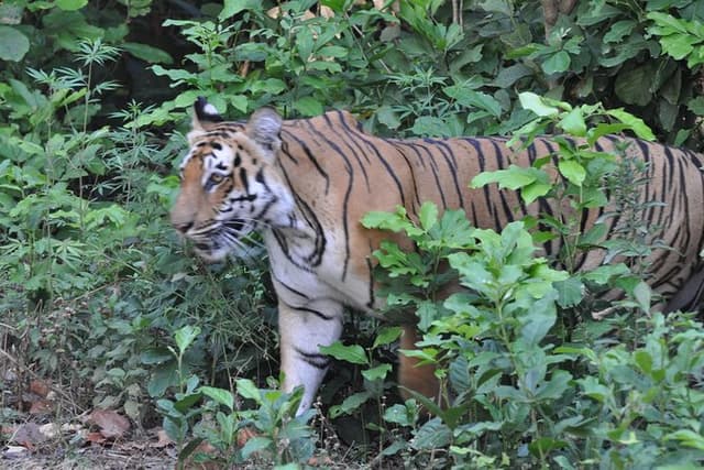 Best Wilderness Experience through Jim Corbett Experience