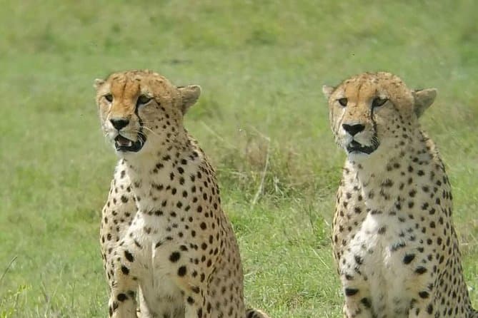Nairobi to Amboseli Safari: Elephants & Kilimanjaro