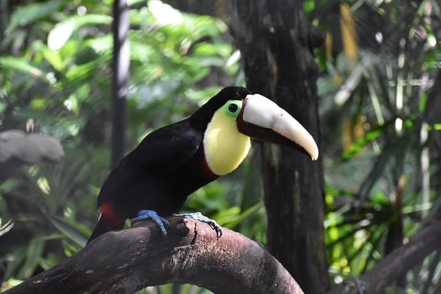 Skip the Line: Rescate Wildlife Rescue Centre General Admission Ticket