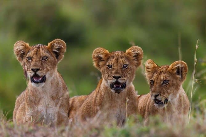 Maasai Mara Safari: Great Migration & Big Five