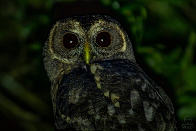 Monteverde Night Walk