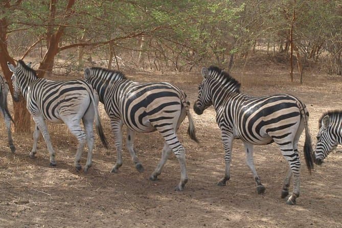 Explore Bandia Reserve & Somone Lagoon: Dakar's Best Safari