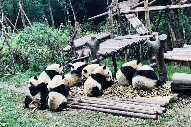 Chengdu Highlights with Luodai Ancient Town Discovery
