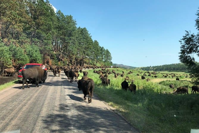 Best Black Hills Tours & Rapid City Adventures