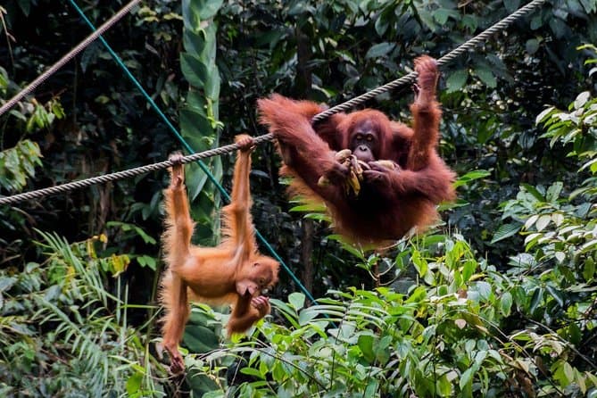 Best Semenggoh Wildlife Centre Tour & Orangutan Experience