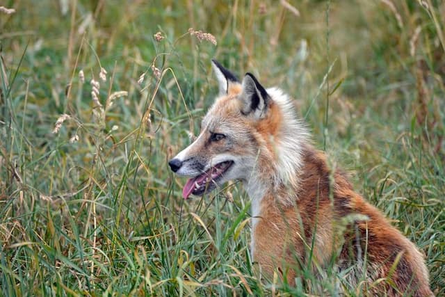 Fox Encounter for 2 people and park entry
