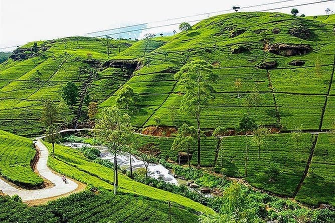 Exclusive Private Nuwara Eliya Tours from Colombo