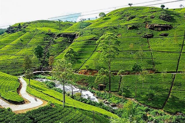 Day Tour to Nuwara Eliya from Kandy by Lux Tours Lanka