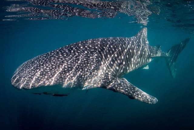 Intimate Eco-Friendly Whale Shark Encounter - Premium Service