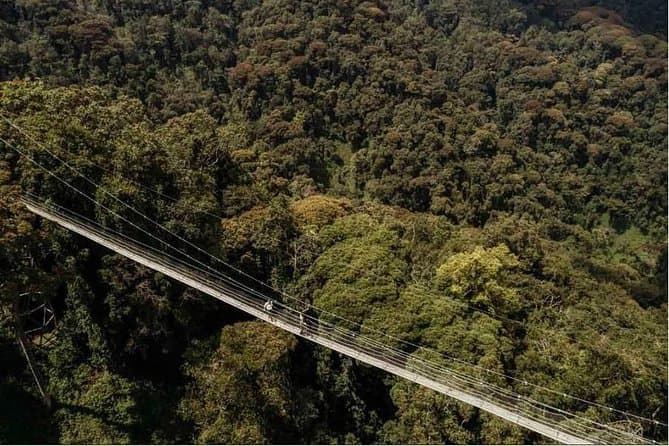 Nyungwe Canopy Walk: Rwanda's Premier Rainforest Adventure