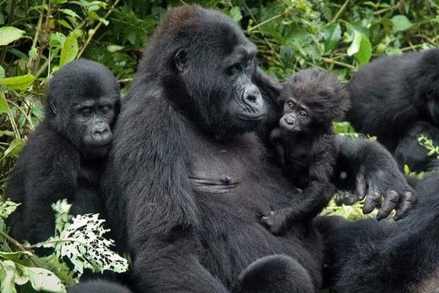 7Day Gorilla safari