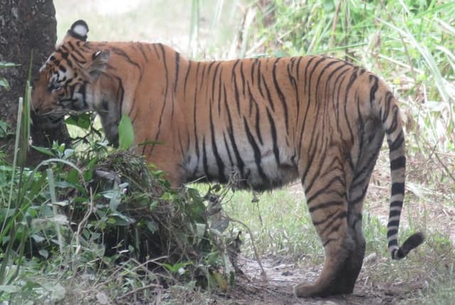 Tiger Tracking Safari (Private) in Chitwan National Park, 4 Days.